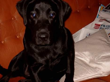 Labrador retriever Nanna - selv om jeg er lidt skeløjet på dette billede så ser jeg sød ud billede 7