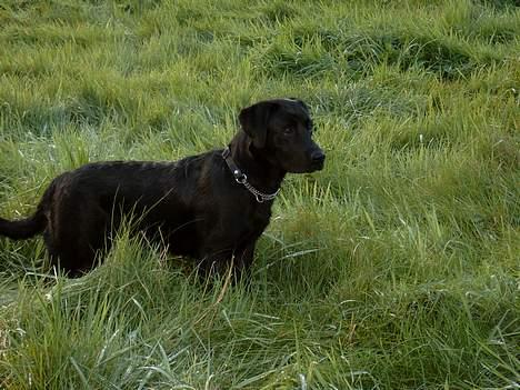 Labrador retriever Nanna - d 6-10 fra morgenturen,jeg tror jeg har fået øje på en hest billede 8