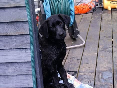 Blanding af racer freja billede 4