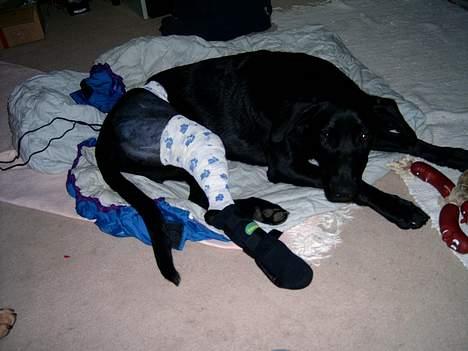 Blanding af racer freja - netop vent hjem efter korsbåndsoperation............... billede 5