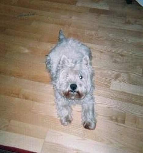 West highland white terrier Sivas billede 3