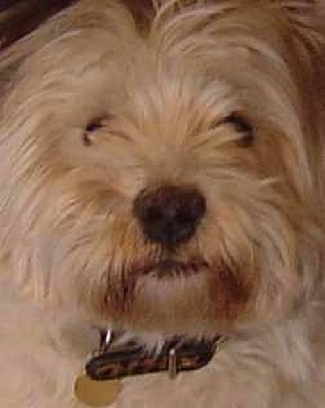 West highland white terrier Sivas billede 4