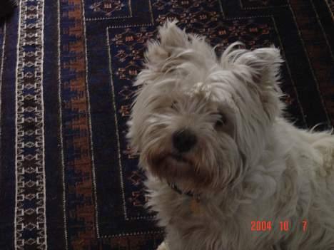 West highland white terrier Sivas - Han er ved at blive lidt langhåret... billede 5
