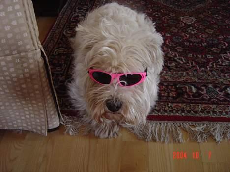 West highland white terrier Sivas - Her har sivas solbriller på! billede 6