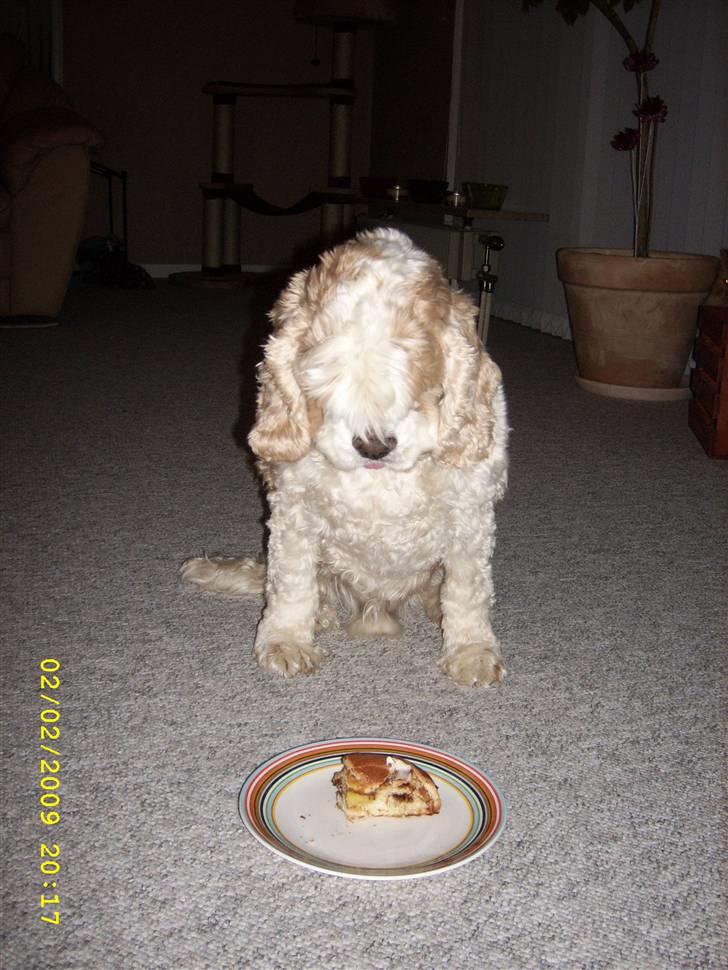 Amerikansk cocker spaniel Galaksi Rocket Man - Buster bliver 10 idag.. billede 6