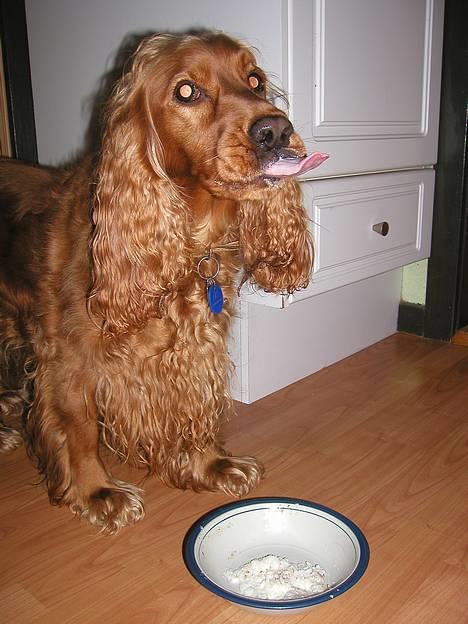Cocker spaniel Luna - Luna spiser risengrød. Det har vist sig at være en livret. billede 2