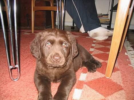 Labrador retriever Zeus - Dette er den første aften hos mine nye mennesker. Jeg ligger under spisebordet. billede 1