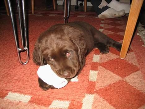 Labrador retriever Zeus - Min MOR har fabrikeret sådan en sjov ting, som jeg godt må lege med. billede 2