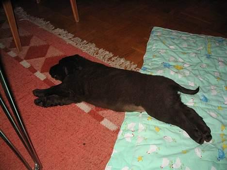 Labrador retriever Zeus - Jeg er lige blevet lidt træt billede 3