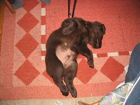 Labrador retriever Zeus - Her er jeg MEGET træt. billede 4