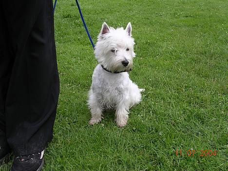 West highland white terrier Ziang - Ja her sidder jeg så pænt bag min mor!! Er jeg ikke sød? billede 1