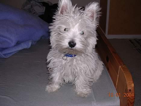 West highland white terrier Ziang - Ja jeg ved godt jeg er lidt pjusket, men dejlig - det er jeg! billede 2