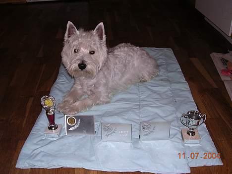 West highland white terrier Ziang - Her ligger jeg så på mit tæppe med MINE pokaler! Har jeg ikke været dygtig? billede 3