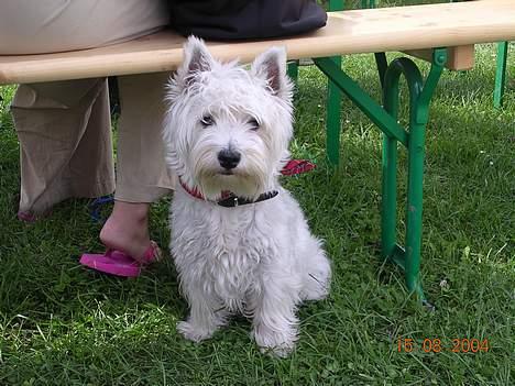 West highland white terrier Ziang - Jeg kan godt lide at sidde bag mor. Og jeg kan også godt lide at blive fotograferet. billede 4