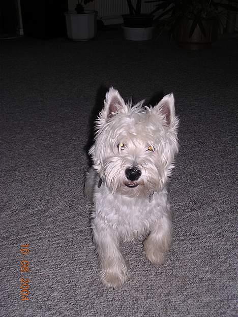 West highland white terrier Ziang - VUFFFF - Jeg kommer efter dig!!!!! billede 5