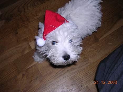 West highland white terrier Ziang - Her er jeg så lige i julehumør!! Måske får jeg også gaver?? billede 7