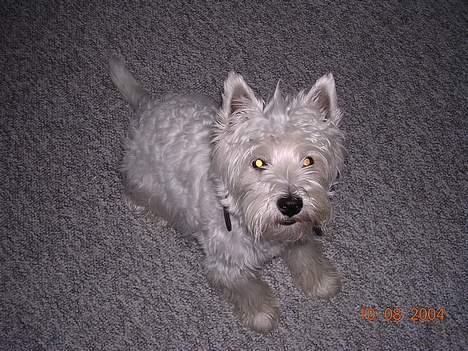 West highland white terrier Ziang - Jeg ved godt jeg er dejlig!! ;-) billede 8
