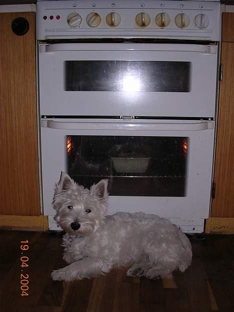 West highland white terrier Ziang - Der er ikke noget bedre end at slappe af foran en varm ovn! Prøv det!! billede 9