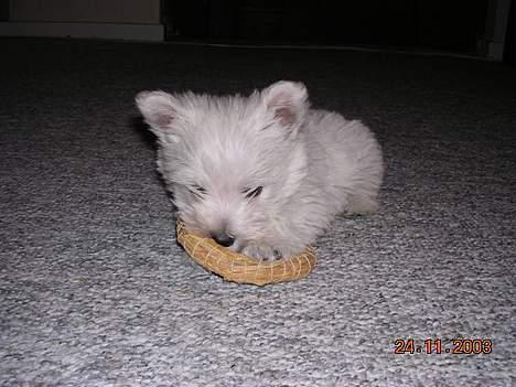 West highland white terrier Ziang - Det her er et af de mest nuttede billeder af mig!! Jeg er lige til at spise - det synes mor ihvertfald! billede 10