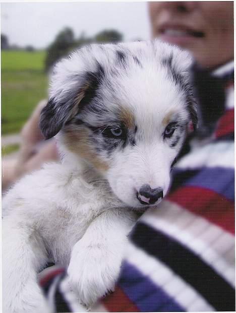 Australian shepherd Katinka - Katinka da vi lige havde fået hende! billede 1