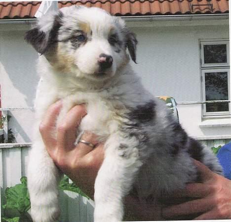 Australian shepherd Katinka - Katinka hos hendes gamle ejer(opdrætter) billede 2