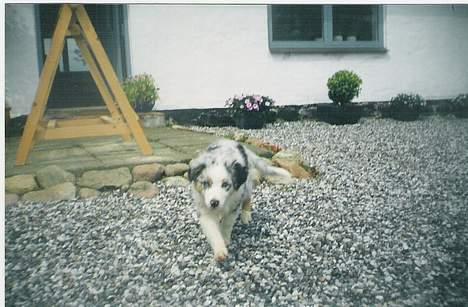 Australian shepherd Katinka - da vi lige havde fået hende!! billede 3