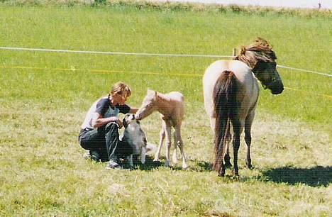 Australian shepherd Katinka - Katinka og min mor og et af vores føl da det lige var blevet født! de var bar de bedste venner!! billede 4
