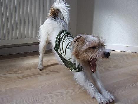 Parson russell terrier Rico (mors hund) - FræKKe RiCo...  billede 1