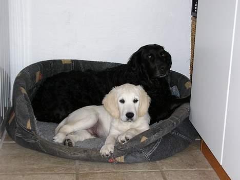 Golden retriever Aiko  - Bedste venner (næsten) billede 5