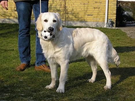 Golden retriever Aiko  - Er jeg ikke lækker ? billede 6