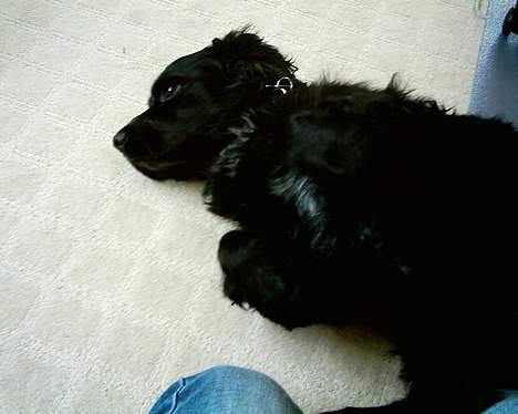 Field spaniel Calle (død:( ) - så klø mig da. billede 3