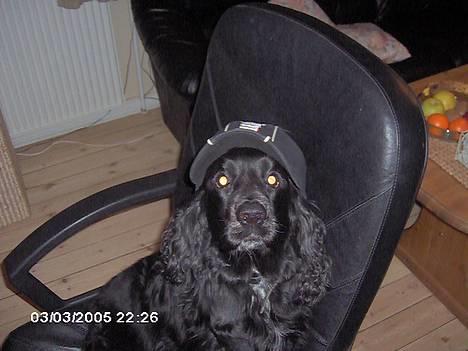 Field spaniel Calle (død:( ) - Respekt:D billede 5