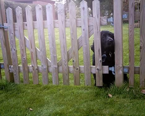 Field spaniel Calle (død:( ) - hvorfor må jeg ikke komme om på den anden side af haven:( billede 6