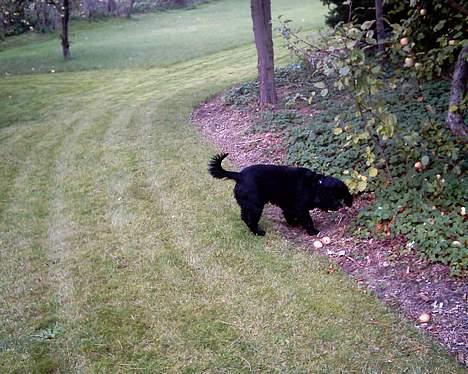 Field spaniel Calle (død:( ) billede 7