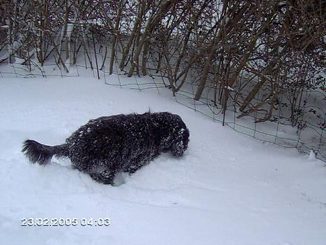 Field spaniel Calle (død:( ) - Wee billede 9