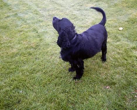 Field spaniel Calle (død:( ) - hvad er det jeg kan lugte? billede 8