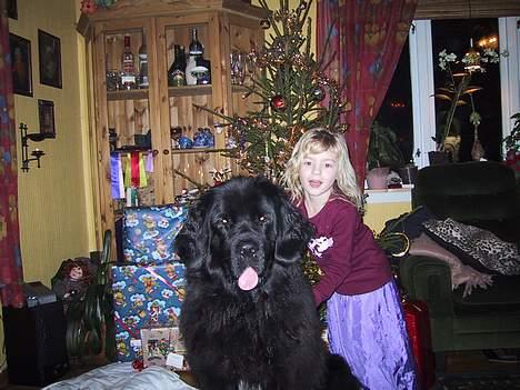 Newfoundlænder Shamira - Shamira og min søster julen 2003 billede 1