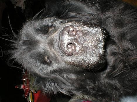 Newfoundlænder Shamira - Kan i godt se mig??? billede 3