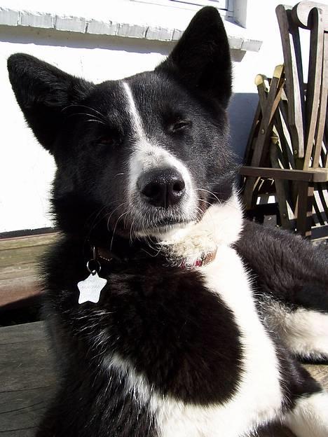 Karelsk bjørnehund Fuji - Fuji nyder solen... billede 1
