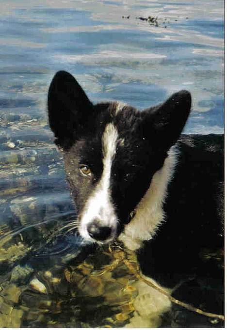 Karelsk bjørnehund Fuji - Her er vi så ved stranden med hende for første gang... billede 2