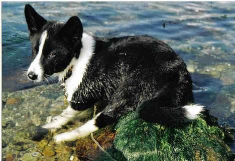 Karelsk bjørnehund Fuji - Fuji som hvalp. :) billede 3