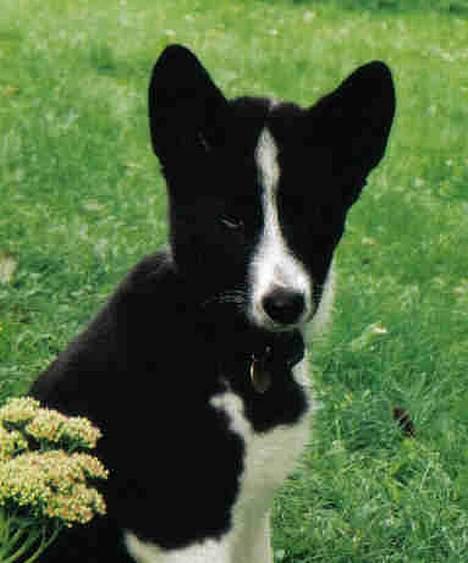 Karelsk bjørnehund Fuji - Hvalpe-Fut billede 4
