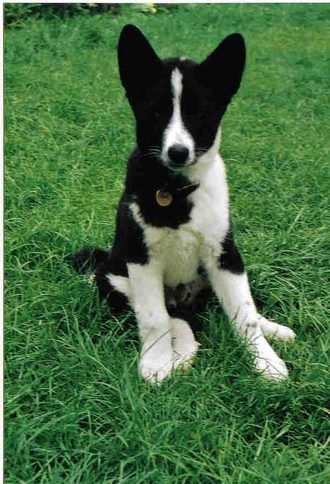 Karelsk bjørnehund Fuji billede 5