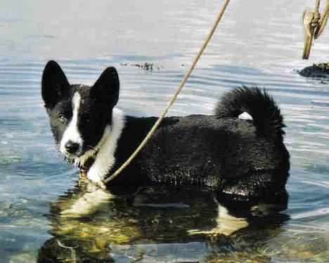 Karelsk bjørnehund Fuji - Her er hun så for første gang ved vandet - og nyder det! billede 6