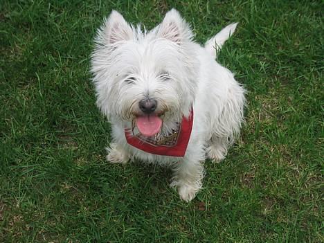 West highland white terrier Karla - Er jeg på nu!!! billede 1