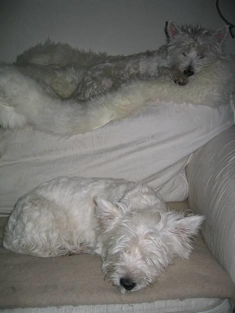 West highland white terrier Karla - Får mig lige en lille lur sammen med min veninde Sophie billede 2