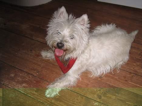 West highland white terrier Karla - Puha det var hårdt... billede 3
