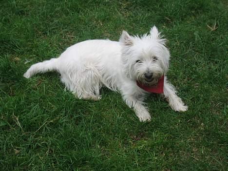 West highland white terrier Karla - Hvis du ikke stopper nu så gø´r jeg... billede 4