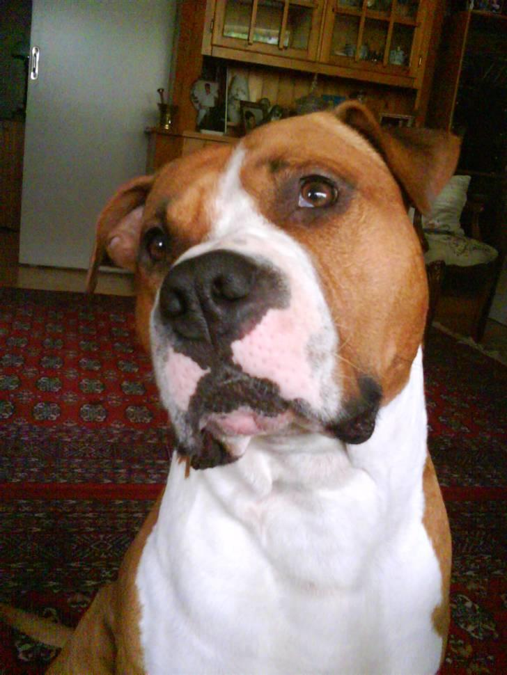 Amerikansk staffordshire terrier Armani A.K.A. "Sheriffen" billede 1