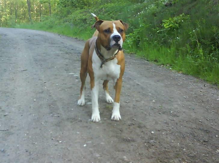 Amerikansk staffordshire terrier Armani A.K.A. "Sheriffen" - Armani i skoven billede 2